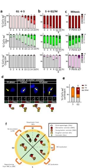 Centrobin Regulates Timely Maturation Of Centrioles In Cells