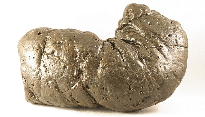 Bu efsanevi fosilleşmiş dışkı örneğine "Kıymetli" adı verilmiştir. Fosil Türü: Koprolit; Keşfedilen Konum: Güney Karolina, ABD; Yaş: Miyosen (günümüzden 23.03 ila 5.332 milyon yıl önce); Boyutlar: 195,90 mm x 125,35 mm (numune bükülmemiş olsaydı 254 mm uzunluğunda olurdu.); Ağırlık: 1,92 kg.