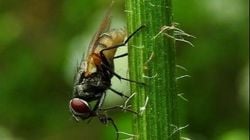 Karasinek (Musca domestica)