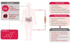 Gut Bacteria Convert Dietary Ellagitannins Into Health-Promoting Urolithin A