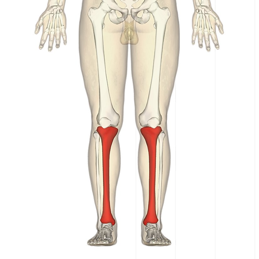 Tibia Ve Fibula