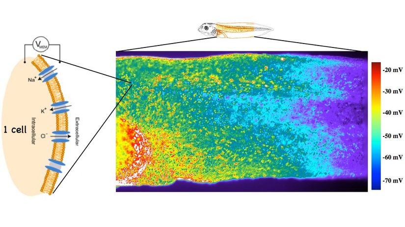 Voltaja duyarlı floresan boya ile boyanmış bir kurbağa embriyosunun biyoelektrik potansiyel dağılımı.