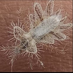 Bu canlının ne oldugunu bilen var mı?