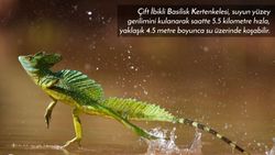 Su Üzerinde Koşan Basilisk Kertenkelesi