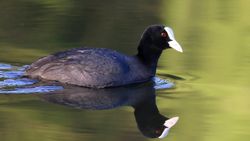 Sakarmeke (Fulica atra)