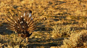 Biden Aims To Protect Sage Grouse With New Restrictions