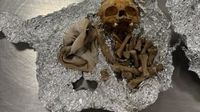 Human remains found in bag at Tampa International Airport, Customs official says