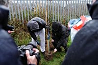 First saplings from felled Sycamore Gap tree are planted