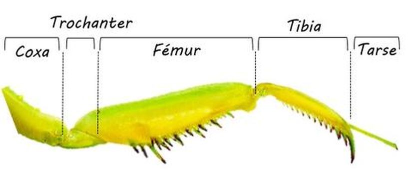 Mantis uzuv anatomisi