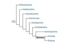 Sitede gördüğüm bu fotoğraftaki LUA ne anlama geliyor?