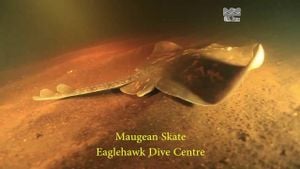 Push To Save Maugean Skate From Extinction Amid Salmon Farming