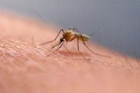 Iceland spots its first mosquitoes amid concerns over warming climate - The Boston Globe
