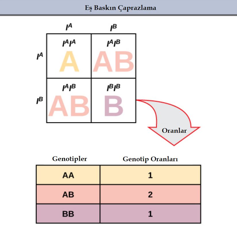 AB/AB kan gruplarına sahip iki bireyin çaprazlanmasının gösterildiği Punnett karesi