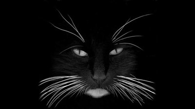 Kediler Bıyıkları Kesilirlerse Yürüyemezler mi?