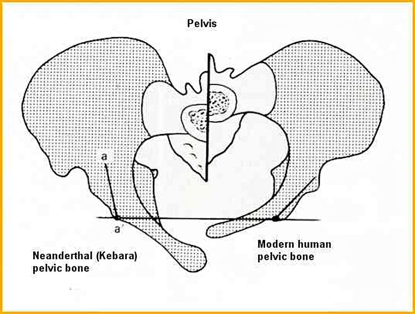 Pelvis farkının daha ayrıntılı bir görseli.