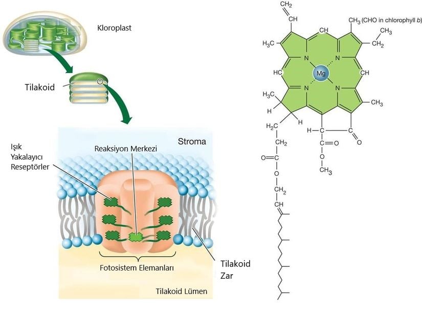 Fotosistemde görev alan kloroplast organali ve iç yapısında yer alan klorofil pigmentinin açık gösterimi.