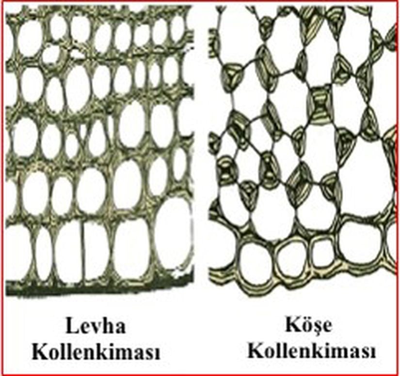 Levha (plak) kollenkiması ve köşe kollenkiması