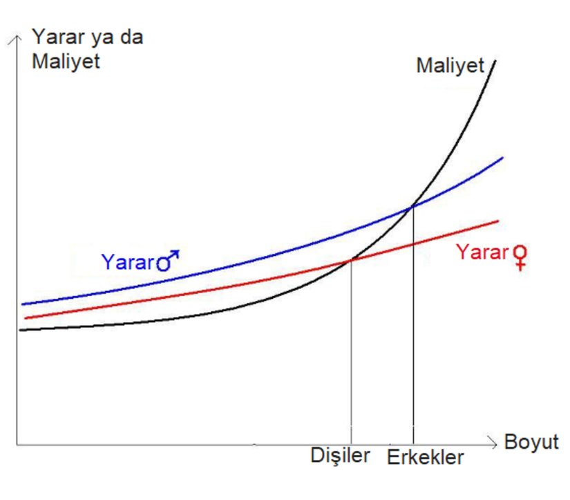 Erkeklerin büyük vücuda sahip olma durumunda dişilerden daha fazla yarar sağladıkları var sayılırsa, yukarıda verilen grafiğin cinsiyetler üzerinde uyarlanması bu şekilde olur.