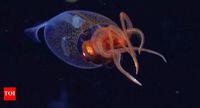Meet the Colossal Squid, a sea creature recorded on camera for the first time | - The Times of India