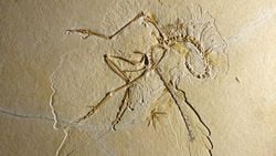 Almanya'dan Çıkarılan Archaeopteryx Fosili, Kuşlarda Tüylerin Uçmadan Önce Evrimleştiğini Bir Kez Daha Doğruladı!