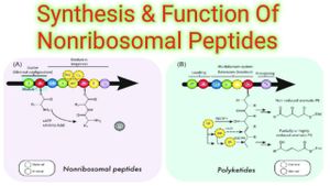 New Strategy Boosts Production Of Non-Ribosomal Peptides