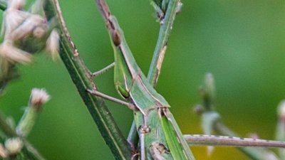 Koni başlı çekirge (Acrida ungarica)