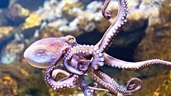 Ahtapotların Sihirli Dünyası