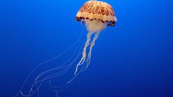 CEPHALIZATION (SEFALİZASYON) NEDİR?