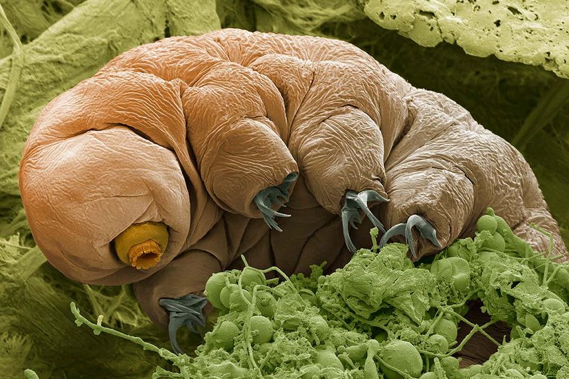 Tardigradların sahip oldukları dayanıklılık mekanizmalarının gizemleri çözüldükçe geleceğe yönelik yeni yol haritaları oluşturmamıza katkıda bulunuyor.