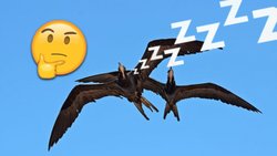 Bazı kuş türleri uyurken uçabilir mi?