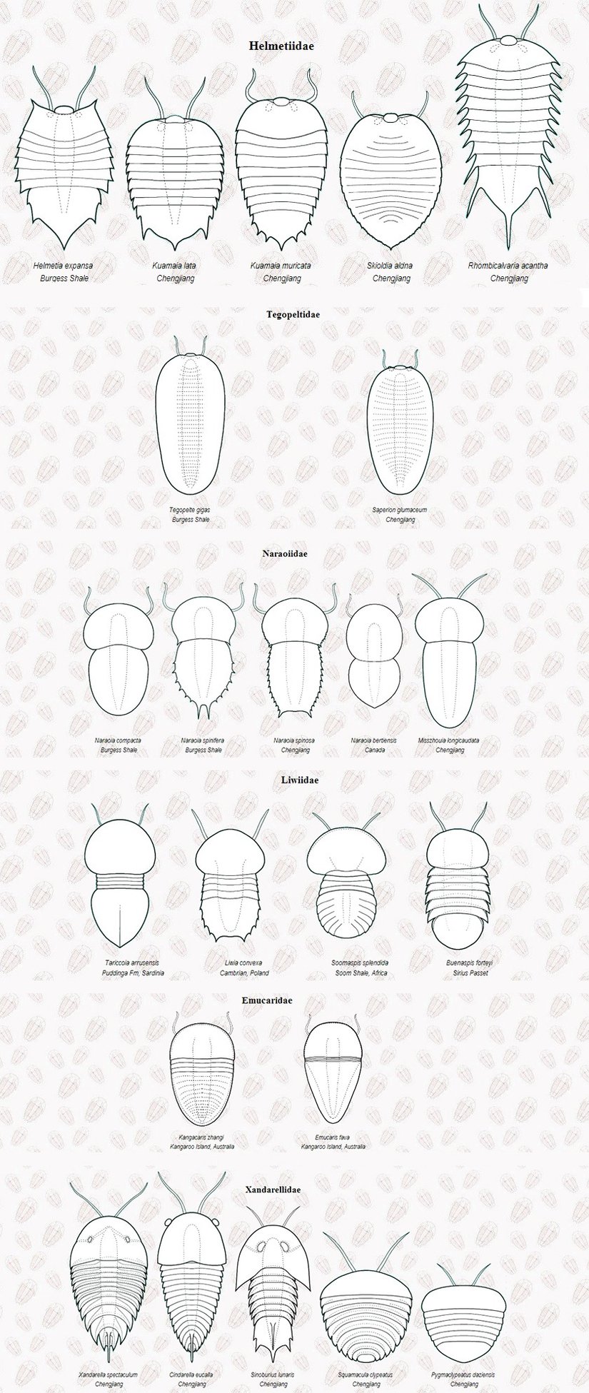 Trilobitler içerisinde her bir soy ayrımının detaylarına girildiğinde, daha da fazla varyasyon ve kendi içerisinde son derece tutarlı evrimsel bir süreç görürüz. Dolayısıyla trilobitlerin evrim ağacı, kademeli ve yumuşak geçişin en net örneklerini barındırır. Bunların her birinin detaylarına değinmek yazıyı koca bir kitap haline getireceği için, gerçekten de bu alanda yazılmış en müthiş kitaplardan biri olan, Dr. Riccardo Levi-Setti tarafından kaleme alınan
