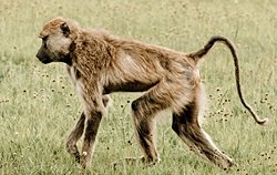 Kuyruksuz Maymunların Kuyruklarını Nasıl Kaybettiği Keşfedildi!