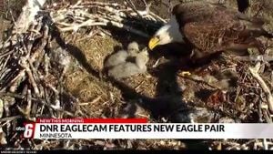 Minnesota EagleCam Returns With New Nest And New Adventures