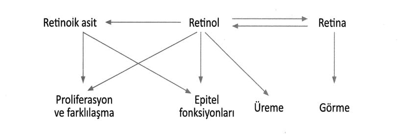 A vitaminin aktif formaları ve fonksiyonları.