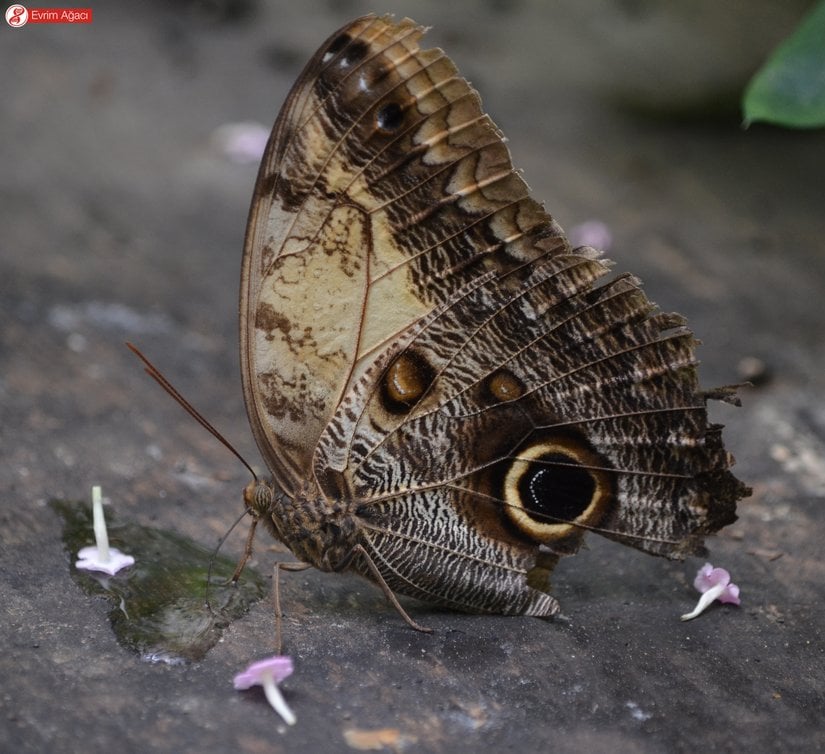 Yere dökülen bir meyvenin suyu ile beslenirken.