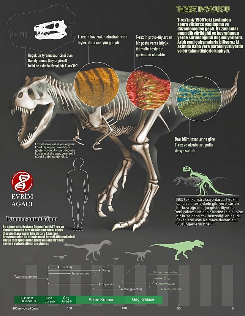 Jurassic Park'ın meşhur başrolü dev theropod T. rex, gelmiş geçmiş en büyük kara etoburlarından biridir. Şimdiye kadar bulunan en büyük dişi 30 cm'dir. Yetişkin bir T. rex 12 metrelik uzunluğu ile hızlı koşmak istediğinde 32 km/h hıza ulaşabilir. Henüz Elasmosaurus veya Archaeopteryx gibi iyi korunabilmiş dokusu bulunamadığı için derisinin nasıl olduğu sadece speküle edilebilir. Şimdiye kadarki bulunan en bütün fosili Sue adındaki numunedir. Bu örnekte T. rex iskeletinin %85'i tamdır. Ardından 1997'de 7.6 milyon dolara Chicago'daki doğal tarih müzesine satılmıştır. Aynı zamanda tarihteki en pahalı dinozor fosili olarak kayıtlara geçmiştir.