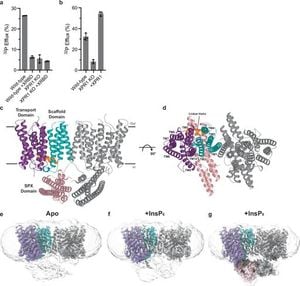 New Insights Into XPR1 Unveil Phosphate Transport Mechanisms