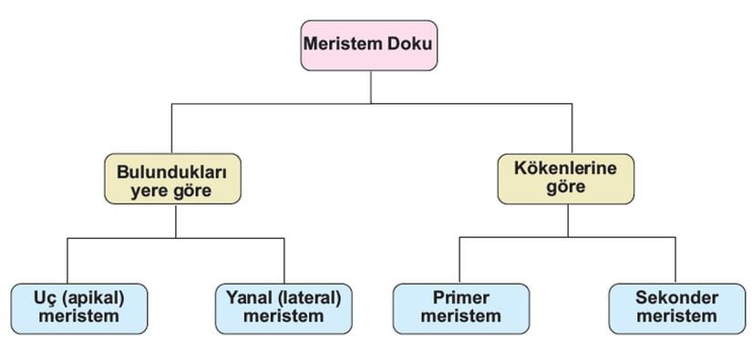 Meristem doku, bulundukları yere göre ve kökenlerine göre iki kısma ayrılır.