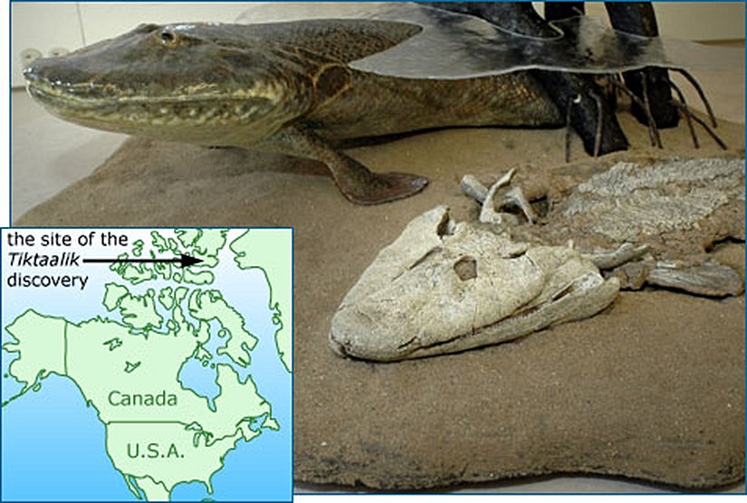 Tiktaalik