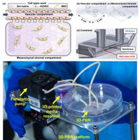 Fabrication of a novel 3D-printed perfusion bioreactor for complex cell culture models - Scientific Reports