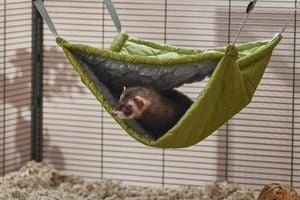 Halloween Pet Costume Craze Sweeps Chewy And Parade Pets