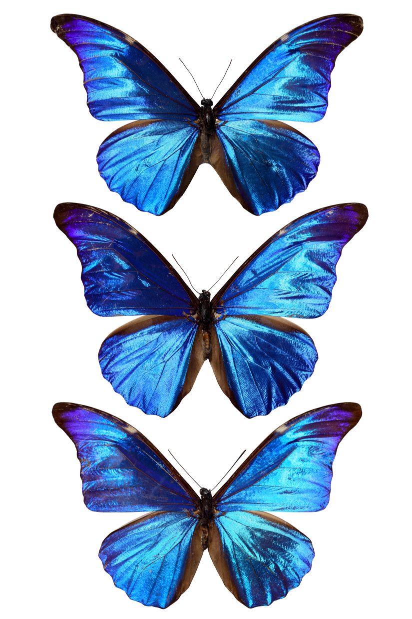 Morpho menelous