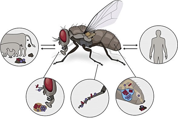 Sineklerin bakteri ve patojenleri insanlara bulaştırma yolları