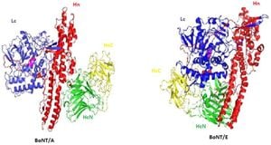 New Insights Into Botulinum Neurotoxin A Reveal Mechanism For Neuronal Translocation