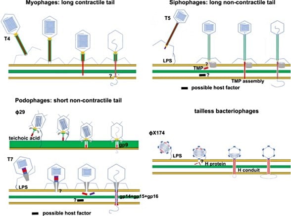 Prokaryotik virüslerin konakçı hücreye girişini gösteren şematik diyagramlar. Membran çift katmanları kalın sarı çizgilerle temsil edilir. Bakteri hücrelerinin peptidoglikan katmanları kalın yeşil çizgiler veya yeşil katmanlarla temsil edilir. Membran aktif peptitler ve proteinler kırmızıdır. Soru işaretleri, bilinmeyen konak faktörlerini veya net olmayan membran penetrasyon mekanizmalarını göstermektedir.