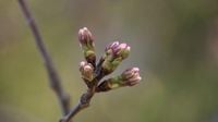 Cherry blossoms nearing peak as Tidal Basin visitors gear up for festivities