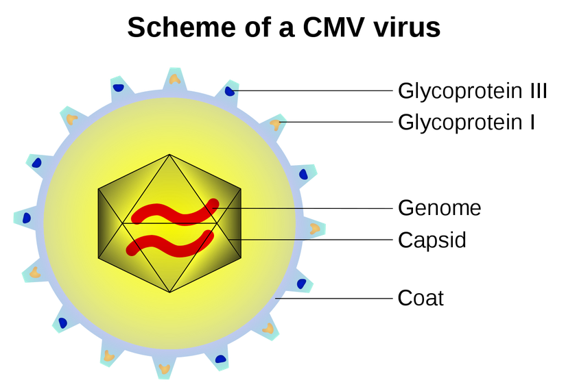 Schematic of a Cytomegalovirus with Coat/Envelope and Glycoproteins