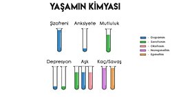 Hayatın Kimyası: Farklı Kimyasal Kombinasyonları Hissettiğimiz Duyguları Nasıl Etkiliyor?