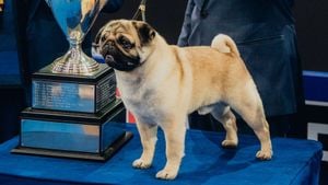 Vito The Pug Takes Center Stage At National Dog Show