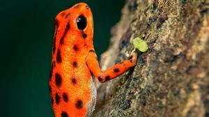 London Zoo Celebrates Birth Of Endangered Darwin’s Froglets